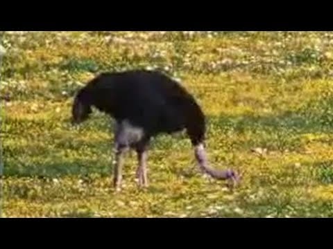 Plant Growth of Tropical Flowers in the Desert | David Attenborough