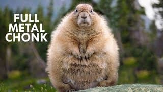 Marmots | Fuzzy Little Chonks