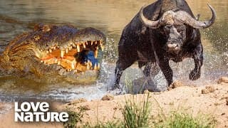 EPIC Crocodiles Hunting for Unsuspecting Prey