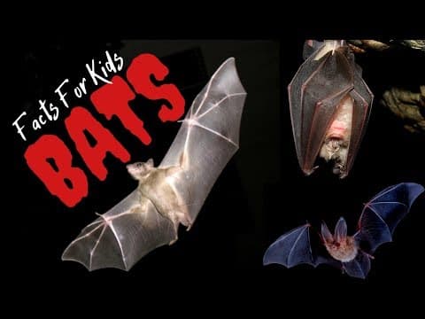 Facts About Bats For Kids - Kids Learning Videos
