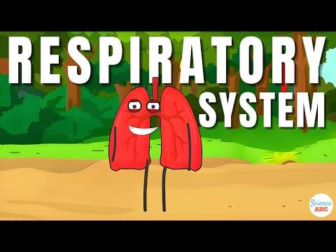 Respiratory System- From Inspiration to Expiration Explained in Simple Words