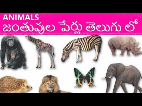 Animals names - జంతువుల పేర్లు