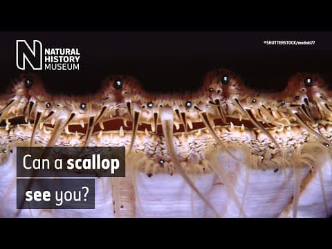 The Bison of Yellowstone six peaceful minutes in the Great Plains