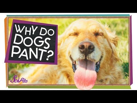 Why Do Dogs Pant? - YouTube