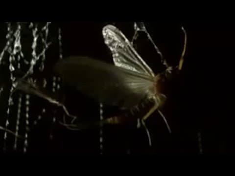 Silk Thread Hunting Trap | Sir David Attenborough's Life in the Undergrowth