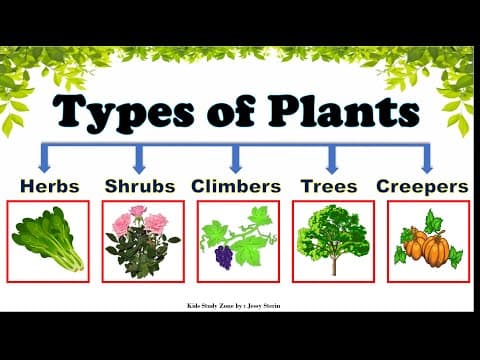 Types of Plants -Types of Plants for Kids