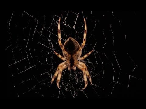 Beautiful Spider Web Build Time-lapse