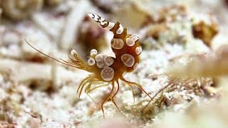 Facts | The Squat Anemone Shrimp