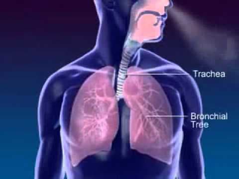 Respiration Animation