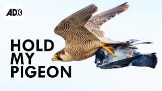 Peregrine Falcon | Described Video