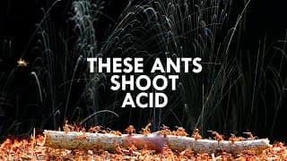 These Invertebrates Shoot Acid