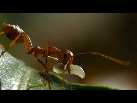 Weaver Ants Use Their Children as Cement | 4KUHD | China: Nature's Ancient Kingdom | BBC Earth