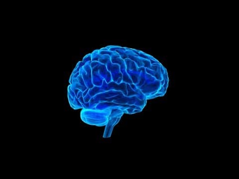 आपके दिमाग के बारे में सबसे दिलचस्प बातें | New Scientific Researches On the Human Brain