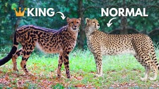 How Rare Is The King Cheetah