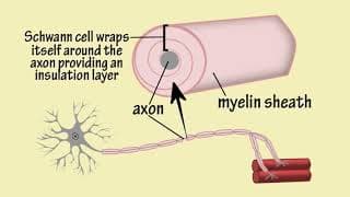 Nerves Song by Peter Weatherall