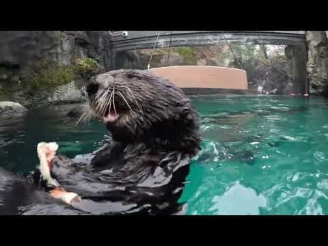Hungry sea otters crack and eat shellfish at Oregon Zoo