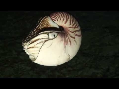 How Natural Selection Works