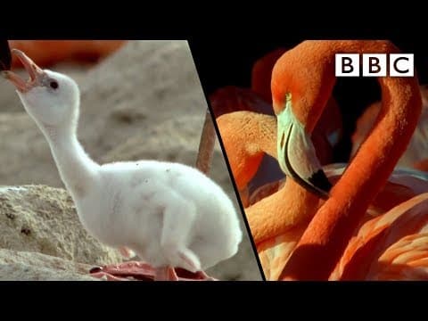 How baby flamingos get their pink colour | Animal Super Parents - BBC - YouTube