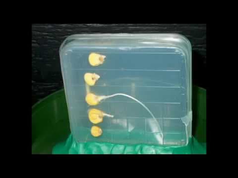 Root Gravitropism - YouTube