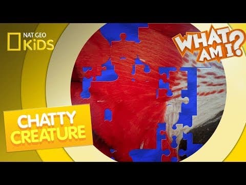 Chatty creature - what am i