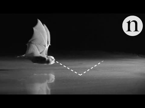 Why bats are blind to smooth surfaces