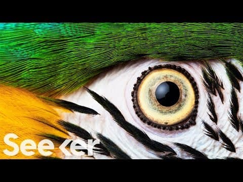 How Eyes Evolved to See the World Differently - YouTube
