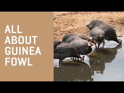 Can you spot the screech owl in this picture