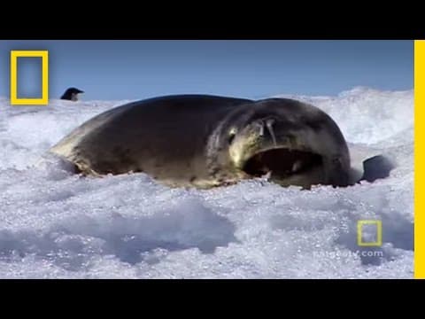 Antarctica Exploring Oceans