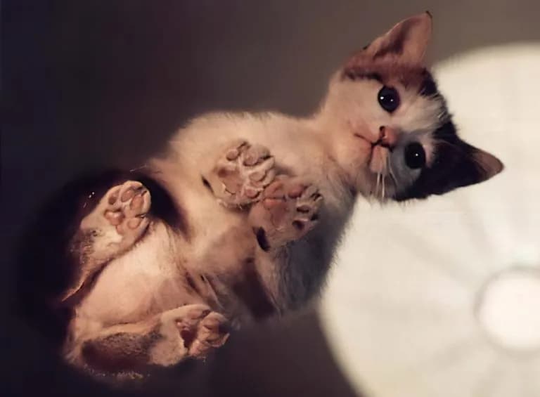 Cats’ Spines Help Cats Spin