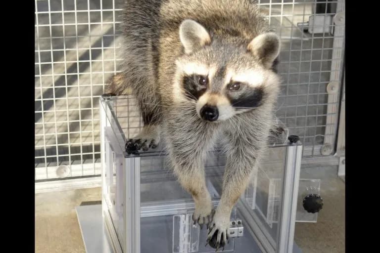 Raccoons Seem to Enjoy Solving Puzzles