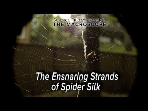 The Ensnaring Strands of Spider Silk - YouTube