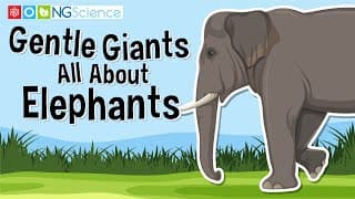 Gentle Giants – All About Elephants