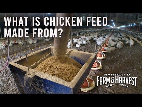 What is Chicken Feed Made From?? | MD F&H