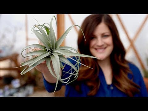 Air Plants - No Soil Needed