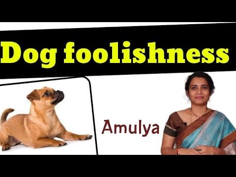 dog foolishness || Amulya || Telugu Story Teller