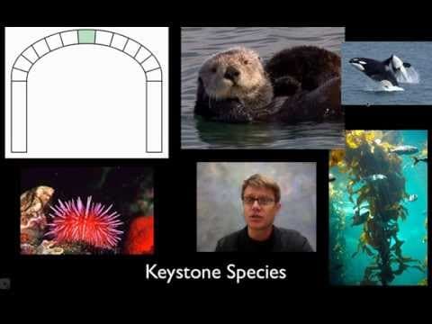Biodiversity - YouTube