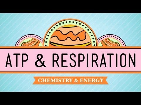 ATP & Respiration: Crash Course Biology #7 - YouTube