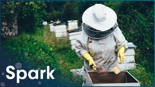 What Can We Learn From Bees?