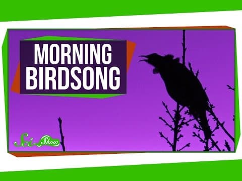 Why Do Birds Sing in the Morning?