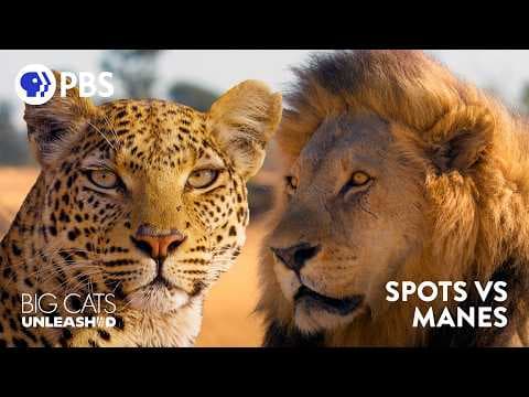 Why Lions Have Manes and Leopards Have Spots - YouTube
