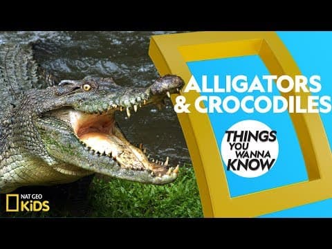 Cool facts about alligators and crocodiles - things you wanna know