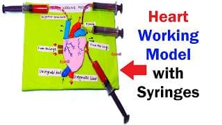 heart working model science projects - simple and easy - diy