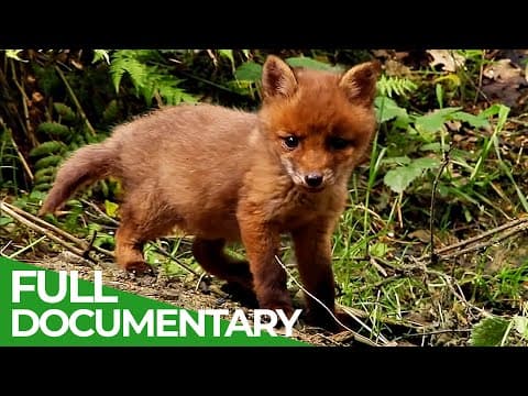 Secrets of the woods-an incredible journey-part 3-owner free documentary nature
