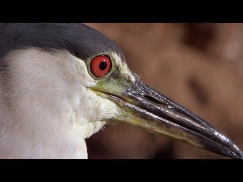 Smart Bird Uses Bread as Bait for Fishing | Super Smart Animals