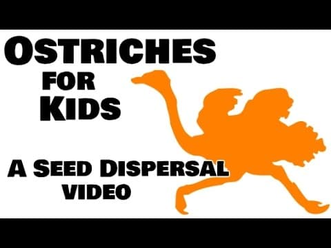 Ostriches for kids - seed dispersal by animals