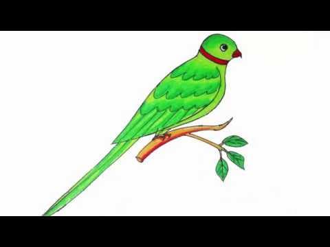 How to Draw a Parrot Step by Step so easy - parrot drawing