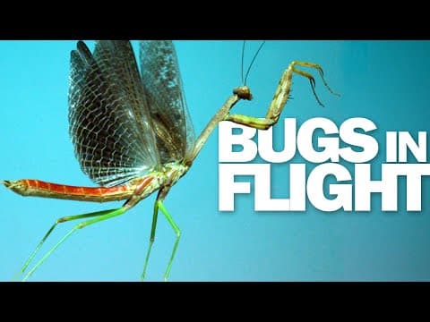 A praying mantis, beetles, and other insects take off in slow-motion