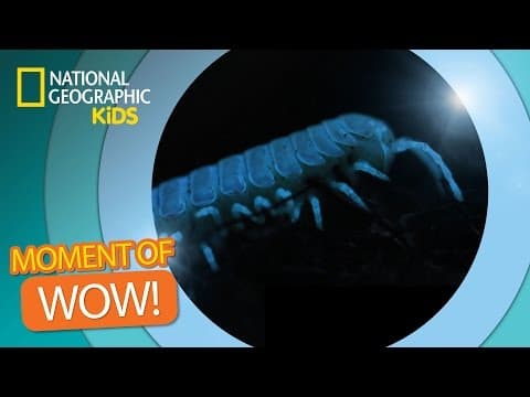 Bugs Glow in the Dark | The Secret Life of Animals