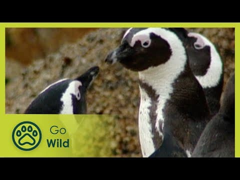 Penguins plight - penguins - animal antics