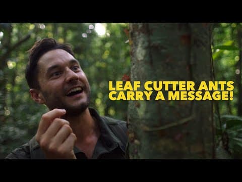 Leafcutter Ants carry messages in the Amazon Rainforest